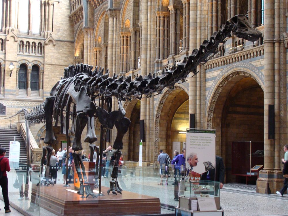 Esqueleto de dinossauro no Natural History Museum de Londres
